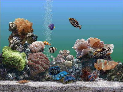 Заставка aquarium (аквариум)